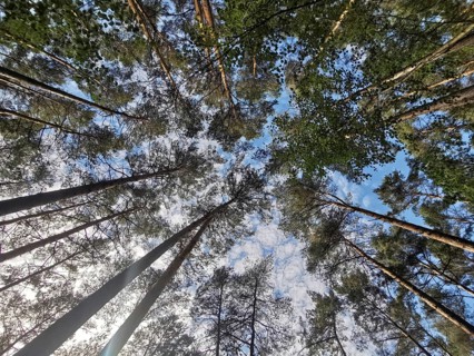 View upwards, sky between the treetops of a tall pine forest with white cloudscape, Franconian