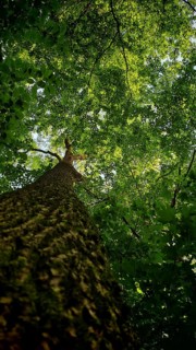 Tall tree with thick green foliage, view from below, Frankenwald nature park Park, Germany
