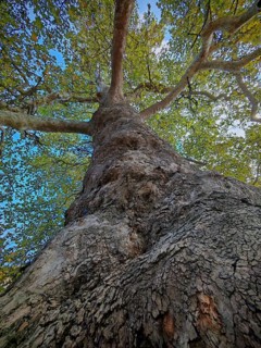 Perspective from below on massive tree trunk with branched branches, plane tree (Platanus),