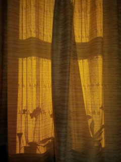 A warm, golden light falls through a curtain and casts shadows from plants on it