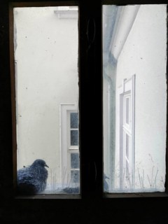 A dove sits on an old window sill and looks into a courtyard