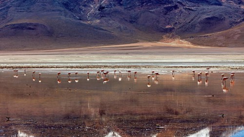 A group of flamingos stands in the water of a vast desert landscape against a mountainous backdrop,