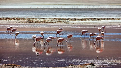 Flamingos wading in the shallow water of a desert landscape, their reflections mirrored in the