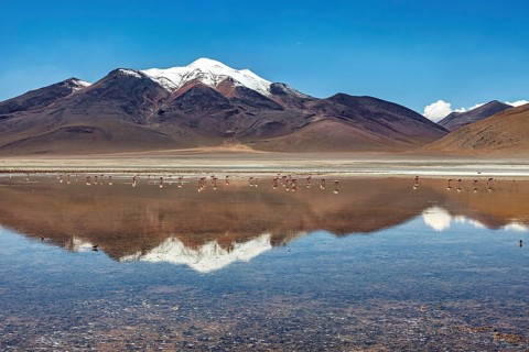 Mountain peak with snow cover reflected in the lake under clear blue sky, Laguna Colorada in the