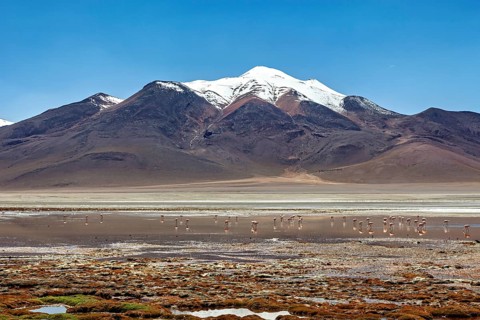 Snowy mountains with flamingos on a salt lake surrounded by quiet desert landscape, The landscape
