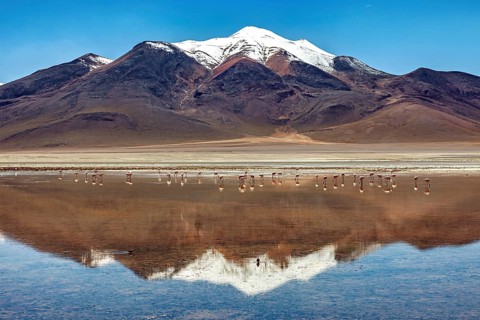 A snow-covered mountain range is reflected in a shallow lake with flamingos in a vast desert