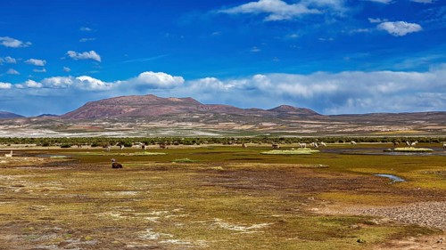 Green plain with grazing llamas under a bright blue sky and mountain backdrop in the background,