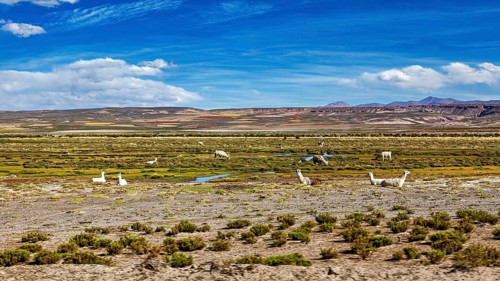 Wide pasture area with llamas in the foreground and a mountain range in the background under clear