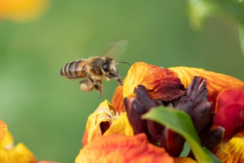 European honey bee (Apis mellifera) adult insect flying towards a garden Wall flower in spring,