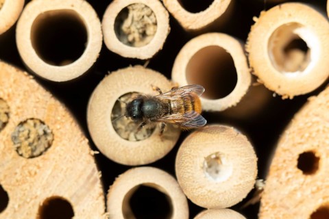 Leafcutter bee (Megachile willughbiella) adult insect on a bee or bug hotel in summer, England,