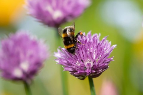 Buff tailed bumblebee (Bombus terrestris) adult bee insect feeding on a garden Chives flower in