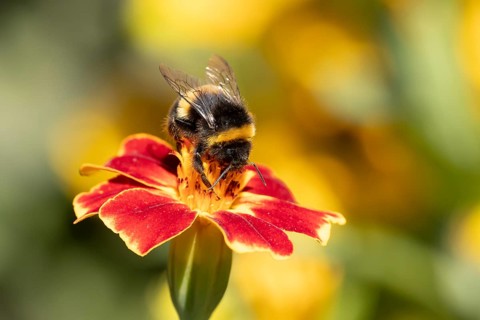 Buff tailed bumblebee (Bombus terrestris) adult bee insect feeding on a garden French marigold