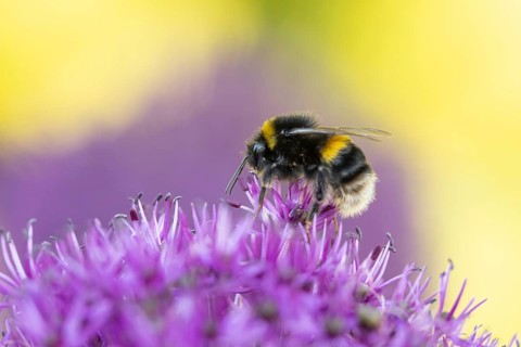 Buff tailed bumblebee (Bombus terrestris) adult bee insect feeding on a garden Allium flower in