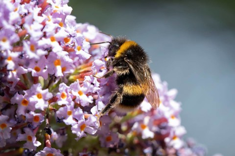 White tailed bumblebee (Bombus lucorum) adult bee insect feeding on a garden purple Buddleja or