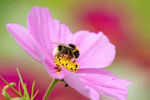 White tailed bumblebee (Bombus lucorum) adult bee insect feeding on a garden Cosmos flower in