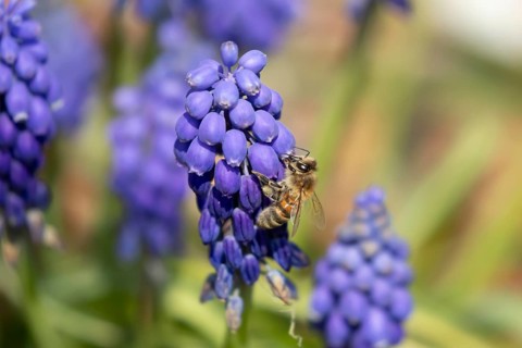European honey bee (Apis mellifera) adult insect feeding a garden blue Grape hyacinth or muscari