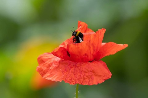 White tailed bumblebee (Bombus lucorum) adult bee insect on a garden red field poppy flower in