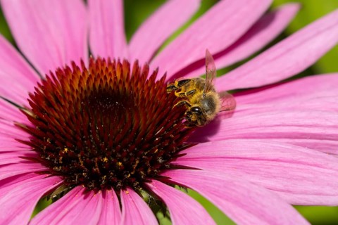 European honey bee (Apis mellifera) adult insect feeding a garden purple Cosmos flower in summer,