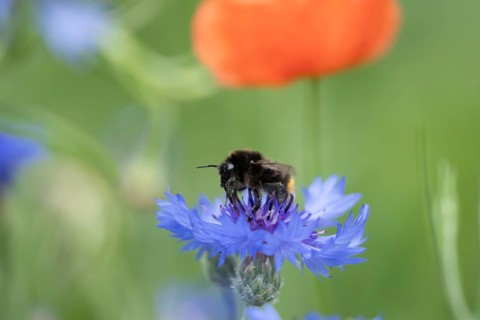 Red tailed bumblebee (Bombus lapidarius) adult bee insect feeding on a wild Cornflower flower in