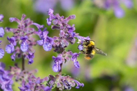 Early bumblebee (Bombus pratorum) adult bee insect feeding on a garden blue flower in summer,
