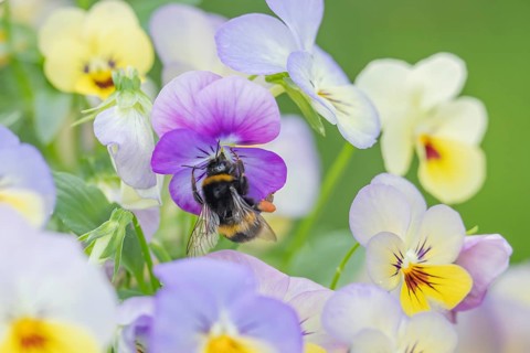 Buff tailed bumblebee (Bombus terrestris) adult bee insect feeding on a garden pansy or viola