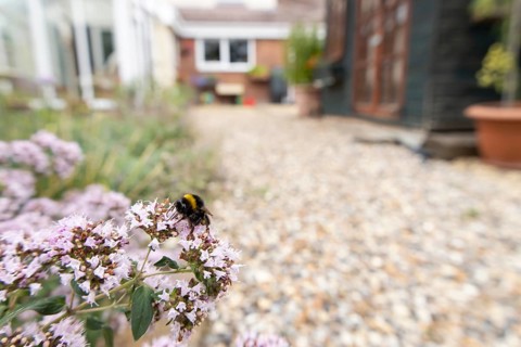 Buff tailed bumblebee (Bombus terrestris) adult bee insect feeding on a garden Wild marjoram or