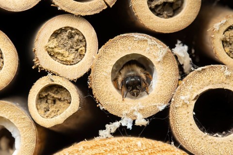 Red mason bee (Osmia bicornis) adult insect emerging from a hole on a bee or bug hotel in summer,