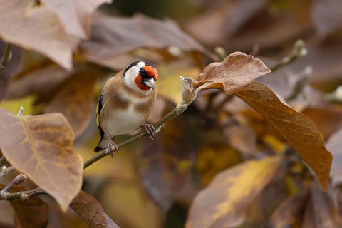 European goldfinch (Carduelis carduelis) adult bird in a garden magnolia tree with autumn colour