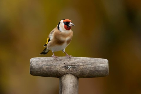 European goldfinch (Carduelis carduelis) adult garden bird on a fork handle in autumn, England,