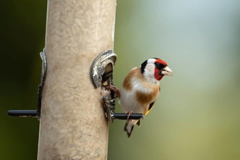European goldfinch (Carduelis carduelis) adult bird on a garden bird feeder filled with sunflower