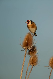 European goldfinch (Carduelis carduelis) adult bird on a Teasel seedhead in winter, RSPB Frampton