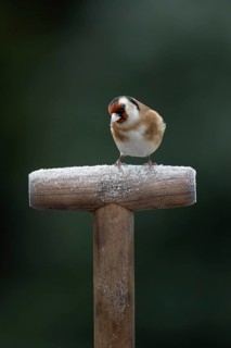 European goldfinch (Carduelis carduelis) adult garden bird on a frost covered fork handle in