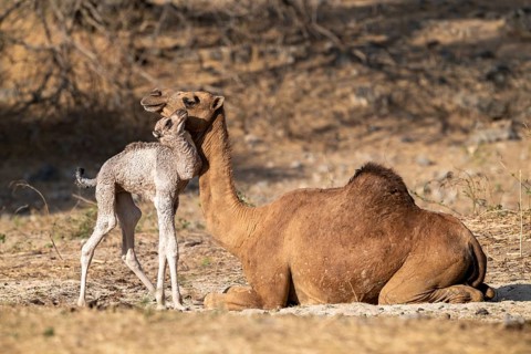 Dromedary (Camelus dromedarius), camel, young animal with mother, Oman