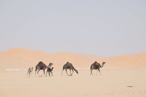 Dromedary (Camelus dromedarius), camels, in desert, Rhub al Khali, Empty Quarter, Emtpy Quarter,