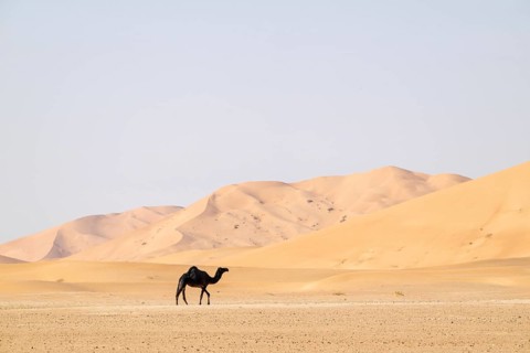 Dromedary (camel) in front of sand dunes in the Rhub al Khali desert, Empty Quarter, largest sand