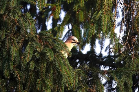 Eurasian jay (Garrulus glandarius) in a tree, winter, Germany