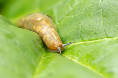 Leopard slug (Limax maximus) adult gastropod molluscs on a garden vegetable plant leaf in summer,