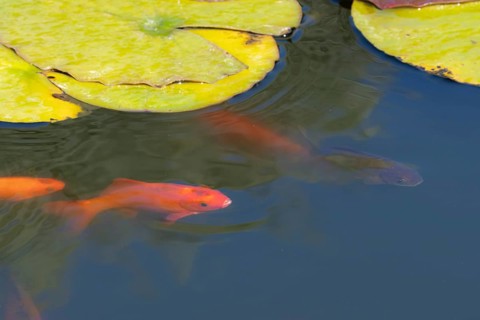 Common goldfish (Carassius auratus) adult fish in a garden pond, England, United Kingdom