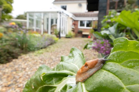 Red slug (Arion rufus) adult gastropod molluscs on a garden vegetable plant leaf with a house in