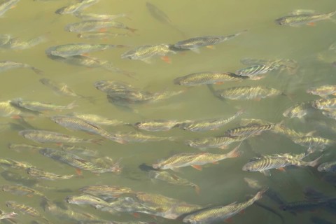 Common roach (Rutilus rutilus) adult fish in a shoal in a garden pond, England, United Kingdom