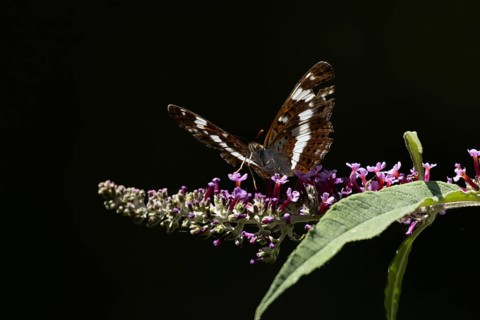White admiral butterfly (Limenitis camilla) adult insect feeding on a garden purple Buddleja flower
