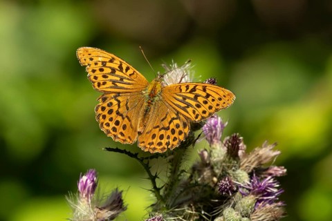 Silver-washed fritillary butterfly (Argynnis paphia) adult insect feeding on a thistle flower in