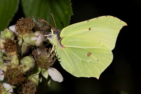 Brimstone butterfly (Gonepteryx rhamni) adult male insect feeding on a Bramble flower in summer,