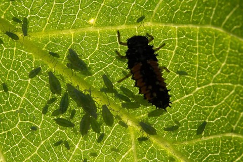 Harlequin ladybird or ladybug (Harmonia axyridis) adult insect larva and Plum aphid (Hyalopterus