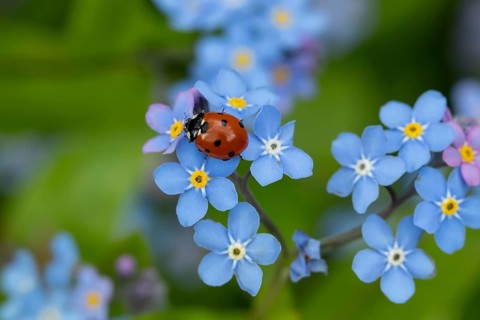 Seven-spot ladybird or ladybug (Coccinella septempunctata) adult insect on a garden Forget-me-not