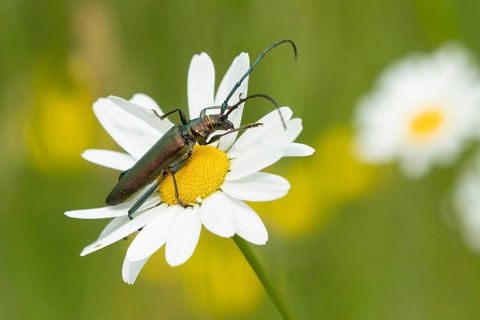 Thick-legged flower beetle (Oedemera nobilis) adult insect on an Oxeye daisy flower in summer,