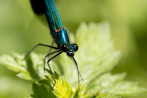 Banded demoiselle damselfly (Calopteryx splendens) adult male insect on a plant leaf in summer,