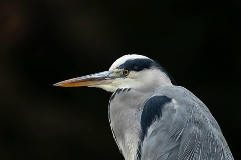 Grey heron (Ardea cinerea) adult bird head portrait, England, United Kingdom
