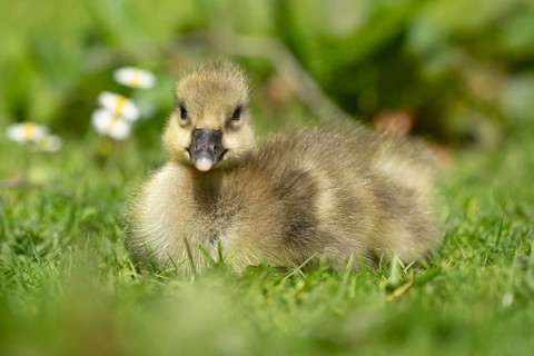 Greylag goose (Anser anser) juvenile baby gosling bird head sitting on grass in summer, England,