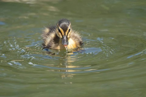 Mallard duck (Anas platyrhynchos) juvenile baby duckling bird on the water of a lake in summer,
